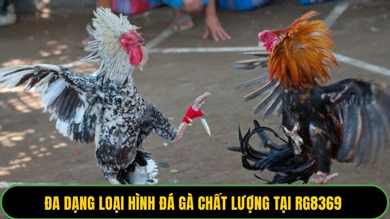 Đa dạng loại hình đá gà chất lượng tại RG8369