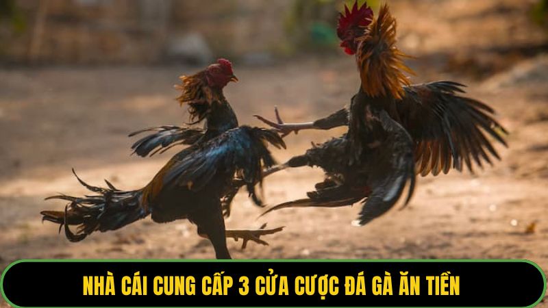 Nhà cái cung cấp 3 cửa cược đá gà ăn tiền